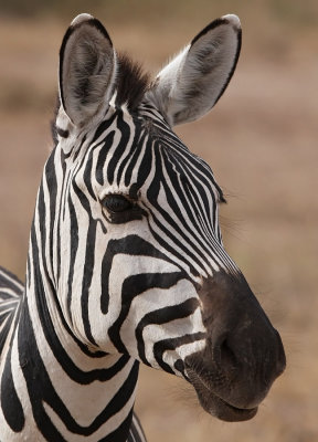 Plains Zebra (Equus quagga)