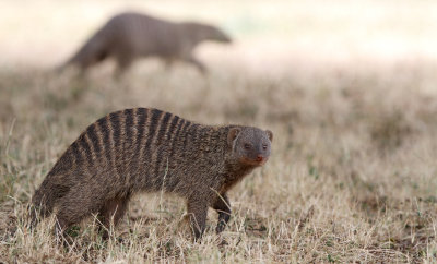 Banded Mongoose (Mungos mungo)