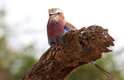 Lilac-breasted Roller (Coracias caudatus)