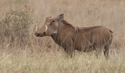 Warthog (Phacochoerus africanus)
