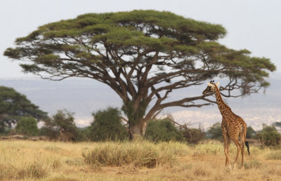 Masai Giraffe (Giraffa camelopardalis tippelskirchi)
