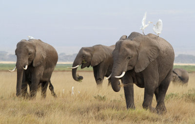 African Elephant (Loxodonta africana) 