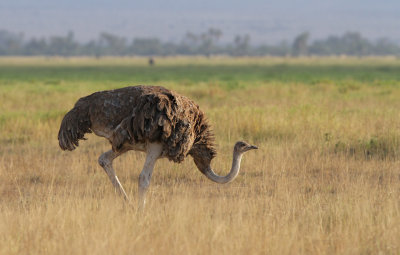 Ostrich (Struthio camelus)