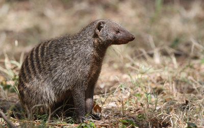 Banded Mongoose (Mungos mungo)