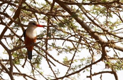 Grey-headed Kingfisher (Halcyon leucocephala)