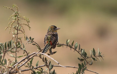 D'Arnaud's Barbet (Trachyphonus darnaudii)