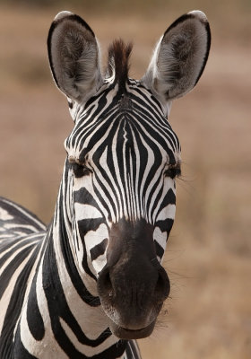 Plains Zebra (Equus quagga)
