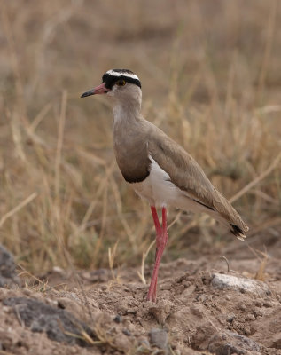 Crowned Lapwing (Vanellus coronatus)