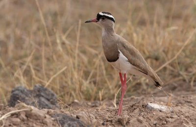 Crowned Lapwing (Vanellus coronatus)