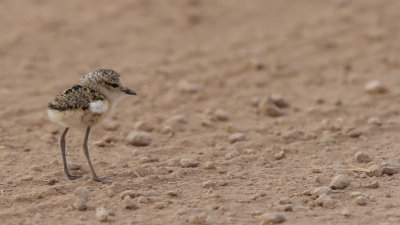 Kittlitz's Plover (Charadrius pecuarius)