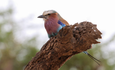 Lilac-breasted Roller (Coracias caudatus)
