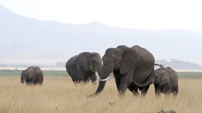 African Elephant (Loxodonta africana) 