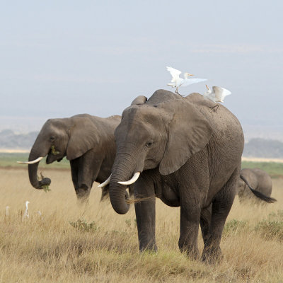 African Elephant (Loxodonta africana) 
