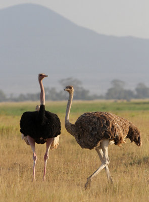 Ostrich (Struthio camelus)