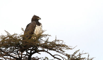Martial Eagles (Polemaetus bellicosus)
