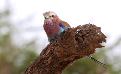 Lilac-breasted Roller (Coracias caudatus)