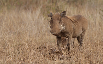 Warthog (Phacochoerus africanus)