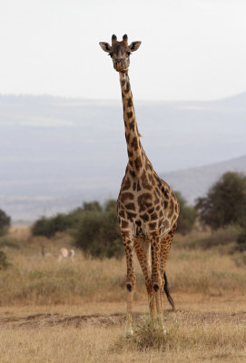 Masai Giraffe (Giraffa camelopardalis tippelskirchi)