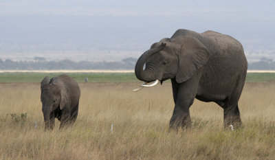African Elephant (Loxodonta africana) 