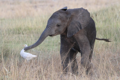 African Elephant (Loxodonta africana) 