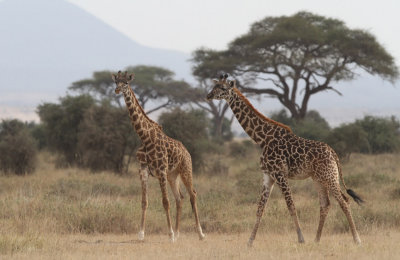 Masai Giraffe (Giraffa camelopardalis tippelskirchi)