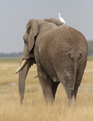 African Elephant (Loxodonta africana) 