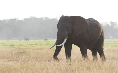 African Elephant (Loxodonta africana) 