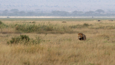 African Lion (Panthera leo)