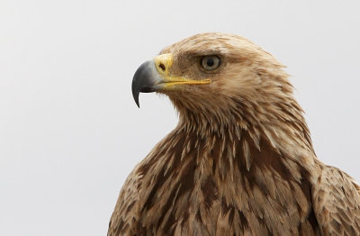 Tawny Eagle (Aquila rapax)