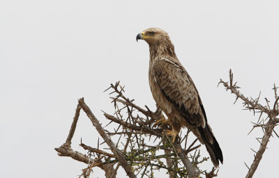 Tawny Eagle (Aquila rapax)
