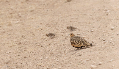Chestnut-bellied Sandgrouse (Pterocles exustus)