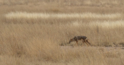 East African wolf - Canis lupaster bea
