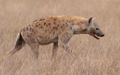 Spotted Hyena (Crocuta crocuta)