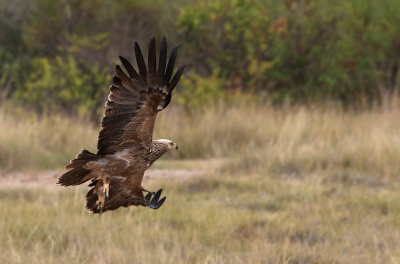 Tawny Eagle (Aquila rapax)