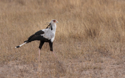 Secretary Bird (Sagittarius serpentarius)
