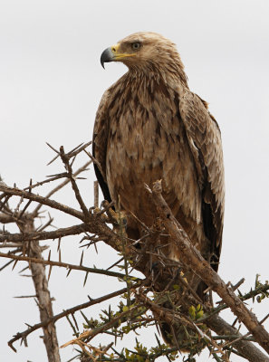 Tawny Eagle (Aquila rapax)