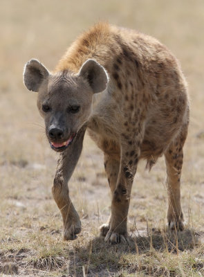 Spotted Hyena (Crocuta crocuta)