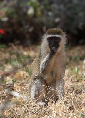 Vervet Monkey (Chlorocebus pygerythrus)