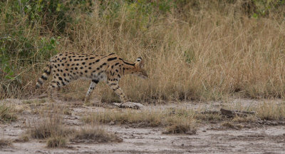 Serval (Leptailurus serval)