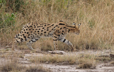 Serval (Leptailurus serval)