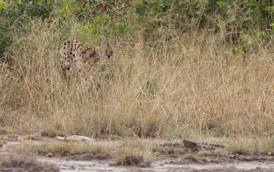 Serval (Leptailurus serval)