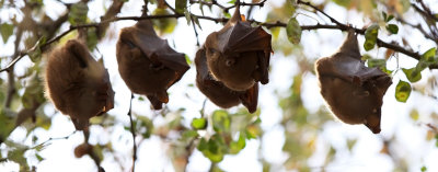 Wahlberg's Epauletted Fruit Bat (Epomophorus wahlbergi)