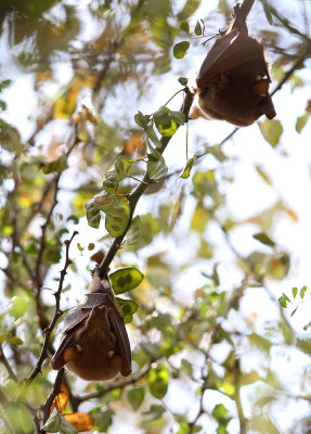 Wahlberg's Epauletted Fruit Bat (Epomophorus wahlbergi)