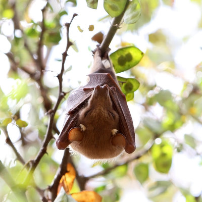Wahlberg's Epauletted Fruit Bat (Epomophorus wahlbergi)