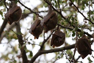 Wahlberg's Epauletted Fruit Bat (Epomophorus wahlbergi)