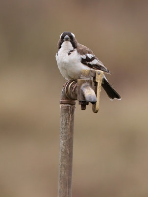 White-browed Sparrow-Weaver (Plocepasser mahali)
