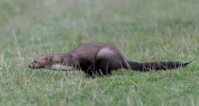 Beech Marten (Martes foina) Husmår