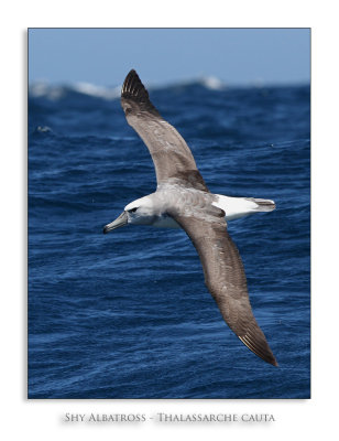 Shy Albatross - Thalassarche cauta
