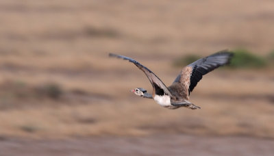 White-bellied Bustard (Eupodotis senegalensis)