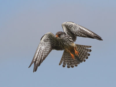 Amur falcon (Falco amurensis)